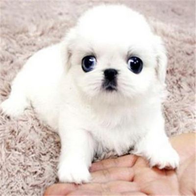 出售纯种北京京巴幼犬赛级宫廷犬超可爱长不大雪白的宠物狗狗42
