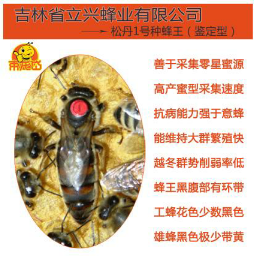 松丹二号种王松丹2号人工受精意蜂种王意蜜蜂蜂王驱虫蜜王蜂王蚂蚁图片