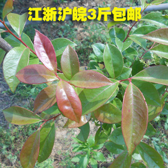 乌饭树叶图片