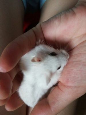 淘宝寄活物呢,像仓鼠,基地的,而我们却不行成都大熊猫兔子必玩图片