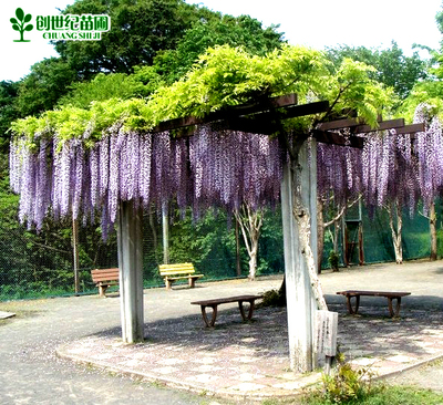 紫藤花苗树苗盆栽紫藤苗日本多花紫藤大苗 阳台楼顶攀援爬藤植物