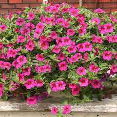 舞春花价格_舞春花图片 - 淘宝网