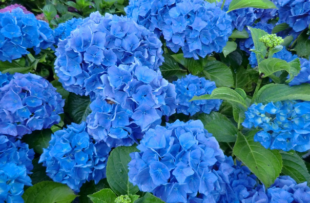 【老花痴】梦幻蓝 进口大花绣球/阳台庭院花卉植物
