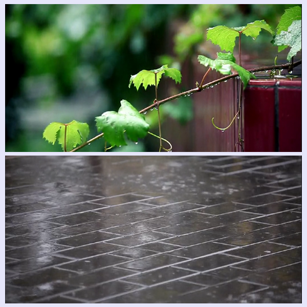 高清唯美绿叶下雨天视频素材雨滴实拍后期素材