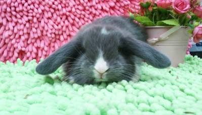 紫灰色白鼻子垂耳兔