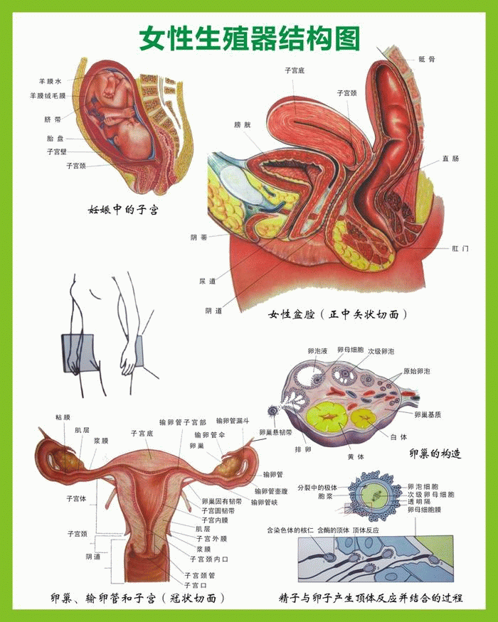 女性生殖器结构图 女性生殖器结构挂图 女性生殖器图0.8x1米 包邮