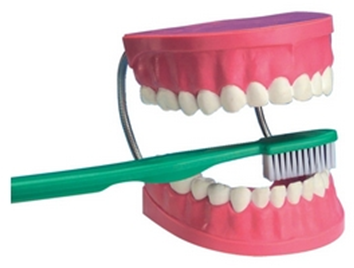 口腔牙齿护理保健模型xm-kq_手工小制作