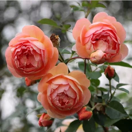 【屋檐的春天】欧月 藤本帕特奥斯汀 勤花浓香 黄铜色杯状花扡插