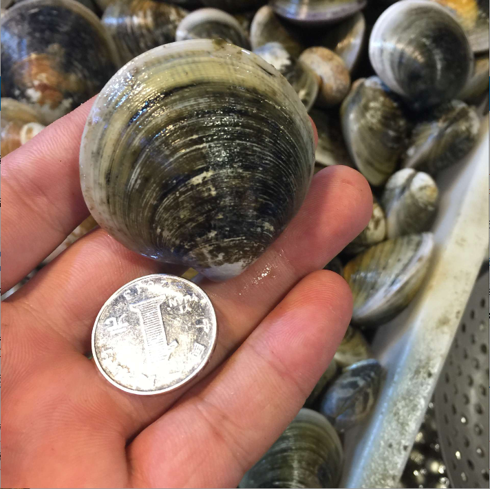 鲜活青蛤 新鲜牛眼蛤 黑蛤 蛤蜊 无沙鲜美 煲汤涮火锅美味一绝!