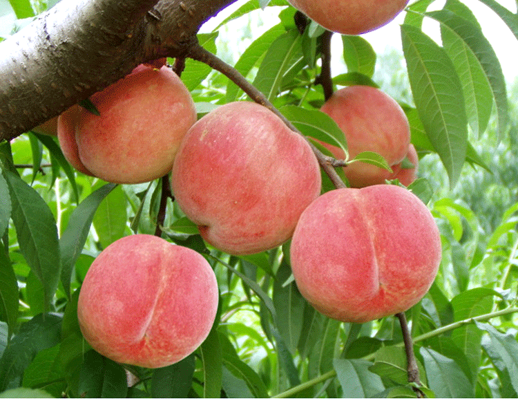 2016-2022年中国桃水茶籽油行业分析及投资趋势预测报告