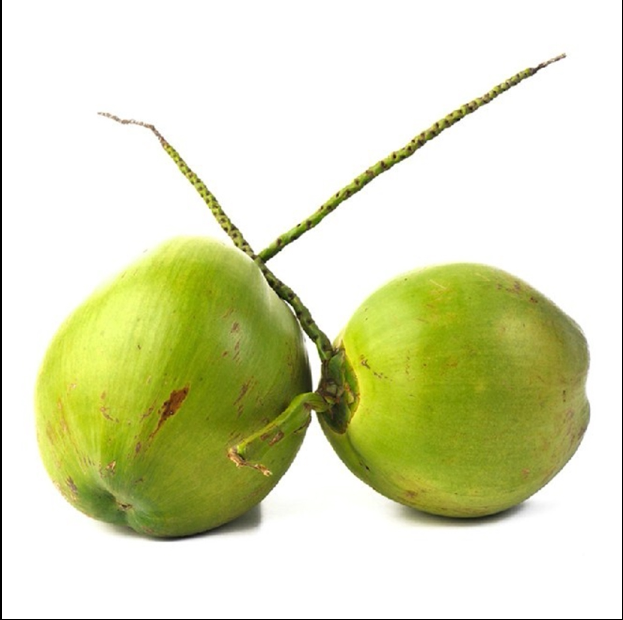 共110 件新鲜椰子批发相关商品