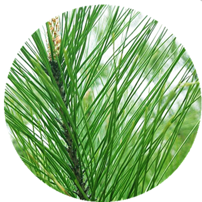 新鲜衡山松针 野生马尾松 《绿色空间》-《青松不老》介绍的松针